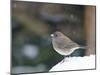 Dark-Eyed Junco-Gary Carter-Mounted Photographic Print