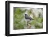 Dark-Eyed Junco-Gary Carter-Framed Photographic Print