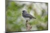 Dark-Eyed Junco-Gary Carter-Mounted Photographic Print