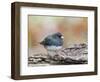 Dark-Eyed Junco-Gary Carter-Framed Photographic Print