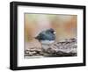 Dark-Eyed Junco-Gary Carter-Framed Photographic Print