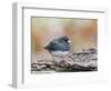 Dark-Eyed Junco-Gary Carter-Framed Photographic Print