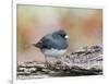 Dark-Eyed Junco-Gary Carter-Framed Photographic Print