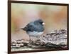 Dark-Eyed Junco-Gary Carter-Framed Photographic Print