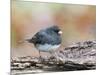 Dark-Eyed Junco-Gary Carter-Mounted Photographic Print