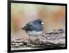 Dark-Eyed Junco-Gary Carter-Framed Photographic Print