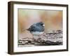 Dark-Eyed Junco-Gary Carter-Framed Photographic Print