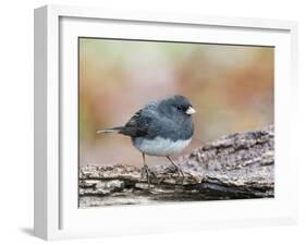 Dark-Eyed Junco-Gary Carter-Framed Photographic Print