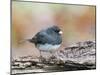 Dark-Eyed Junco-Gary Carter-Mounted Photographic Print