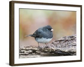 Dark-Eyed Junco-Gary Carter-Framed Photographic Print