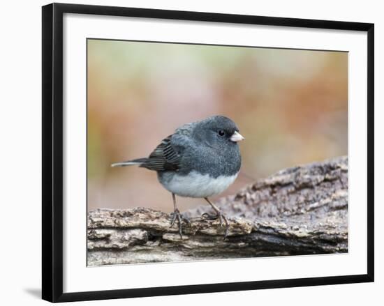 Dark-Eyed Junco-Gary Carter-Framed Photographic Print