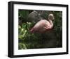 Dark Flamingo-Steve Hunziker-Framed Art Print