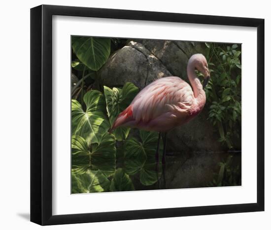 Dark Flamingo-Steve Hunziker-Framed Art Print