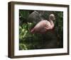 Dark Flamingo-Steve Hunziker-Framed Art Print