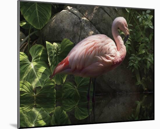 Dark Flamingo-Steve Hunziker-Mounted Art Print