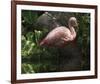 Dark Flamingo-Steve Hunziker-Framed Art Print