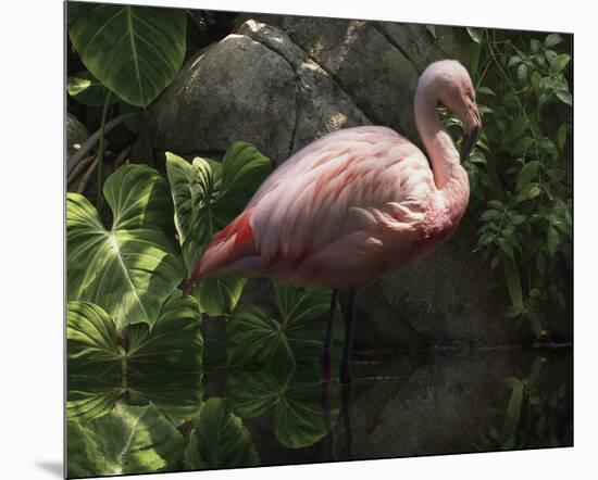 Dark Flamingo-Steve Hunziker-Mounted Art Print