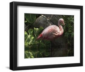 Dark Flamingo-Steve Hunziker-Framed Art Print