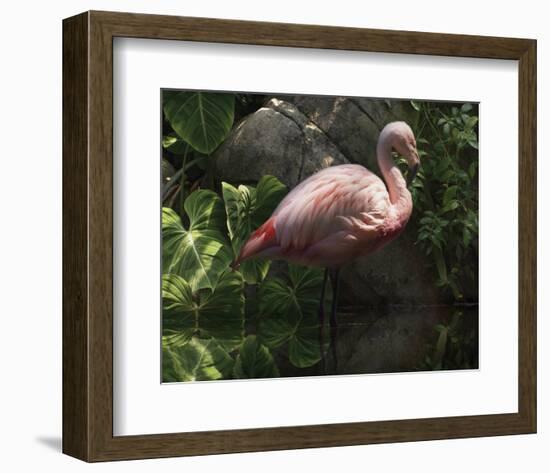 Dark Flamingo-Steve Hunziker-Framed Art Print