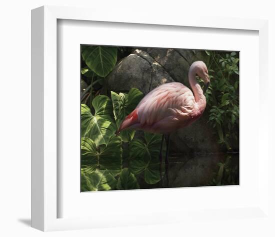 Dark Flamingo-Steve Hunziker-Framed Art Print