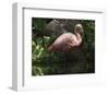 Dark Flamingo-Steve Hunziker-Framed Art Print