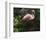 Dark Flamingo-Steve Hunziker-Framed Art Print