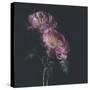 Dark Florals-Sarah Gardner-Stretched Canvas