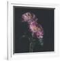 Dark Florals-Sarah Gardner-Framed Photo