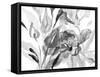 Dark Florals-Lanie Loreth-Framed Stretched Canvas