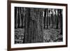 Dark Forrest-anderm-Framed Photographic Print