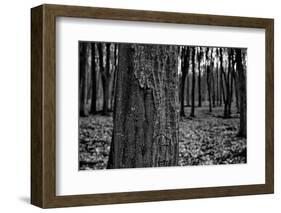 Dark Forrest-anderm-Framed Photographic Print