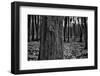 Dark Forrest-anderm-Framed Photographic Print