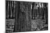 Dark Forrest-anderm-Mounted Photographic Print