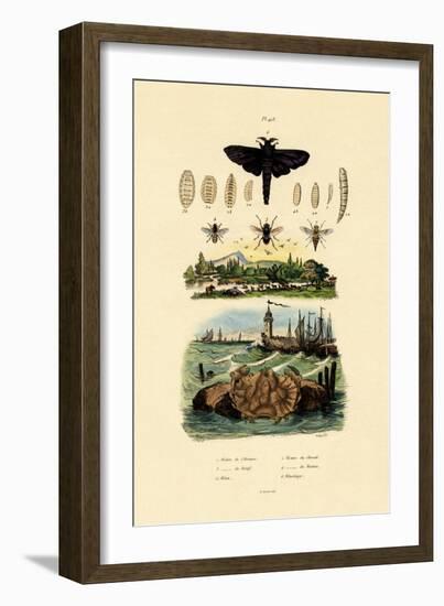 Dark Giant Horsefly, 1833-39-null-Framed Giclee Print