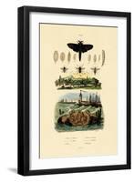 Dark Giant Horsefly, 1833-39-null-Framed Giclee Print