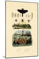 Dark Giant Horsefly, 1833-39-null-Mounted Giclee Print