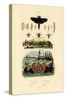 Dark Giant Horsefly, 1833-39-null-Stretched Canvas