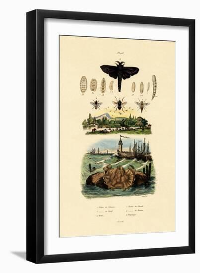 Dark Giant Horsefly, 1833-39-null-Framed Premium Giclee Print