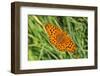 Dark Green Fritillary, Open Wings, from Above-Harald Kroiss-Framed Photographic Print