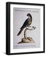 Dark Green Parrot or Parakeet with Reddish Face (Psittacus Psittacula Ex Fusco Viridis-null-Framed Giclee Print