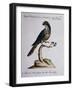 Dark Green Parrot or Parakeet with Reddish Face (Psittacus Psittacula Ex Fusco Viridis-null-Framed Giclee Print