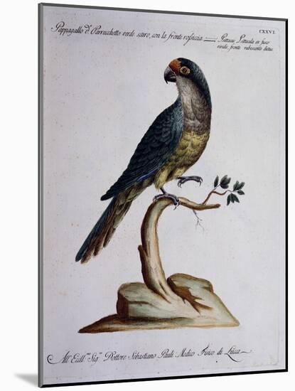 Dark Green Parrot or Parakeet with Reddish Face (Psittacus Psittacula Ex Fusco Viridis-null-Mounted Giclee Print