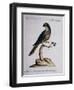 Dark Green Parrot or Parakeet with Reddish Face (Psittacus Psittacula Ex Fusco Viridis-null-Framed Premium Giclee Print