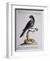 Dark Green Parrot or Parakeet with Reddish Face (Psittacus Psittacula Ex Fusco Viridis-null-Framed Premium Giclee Print