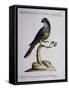 Dark Green Parrot or Parakeet with Reddish Face (Psittacus Psittacula Ex Fusco Viridis-null-Framed Stretched Canvas