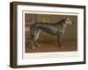 Dark Grey Deerhound Stares Thoughtfully into the Distance-null-Framed Art Print