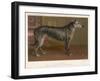 Dark Grey Deerhound Stares Thoughtfully into the Distance-null-Framed Art Print