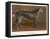 Dark Grey Deerhound Stares Thoughtfully into the Distance-null-Framed Stretched Canvas
