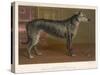 Dark Grey Deerhound Stares Thoughtfully into the Distance-null-Stretched Canvas