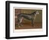 Dark Grey Deerhound Stares Thoughtfully into the Distance-null-Framed Art Print